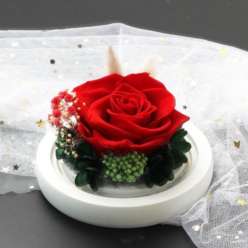 Rose éternelle rouge sous un dôme lumineux , socle blanc