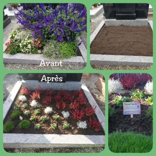 Plusieurs photos. Plantation tombe double avec des calluna rouge, pensées pour la Toussaint, après un désherbage et une mise à niveau du terreau